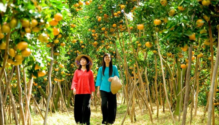 cần thơ mùa trái cây_tinviettoday
