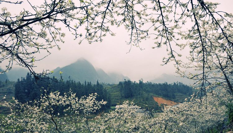 mộc châu mùa hoa ban trắng_tinviettoday