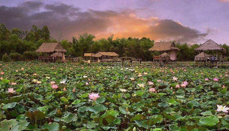Đồng Tháp đồng sen_tinviettoday