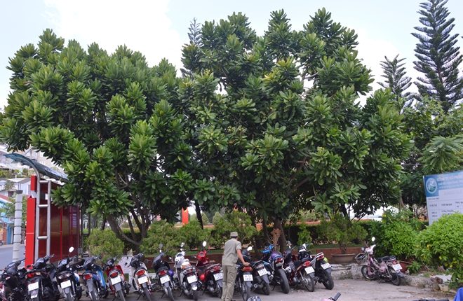 cây bàng vuông 1