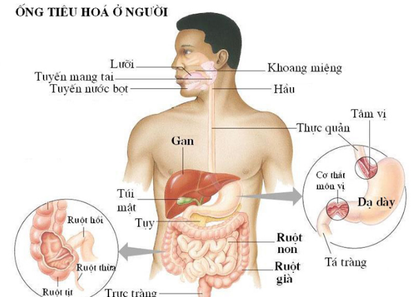 ong-tieu-hoa-o-nguoi