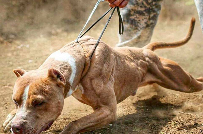 cho-Pitbull-can-nguoi-2