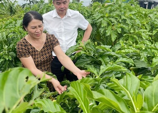 trai-nhau-mo-huong-phat-trien-ocop-tren-vung-dong-chiem-bac-ninh2
